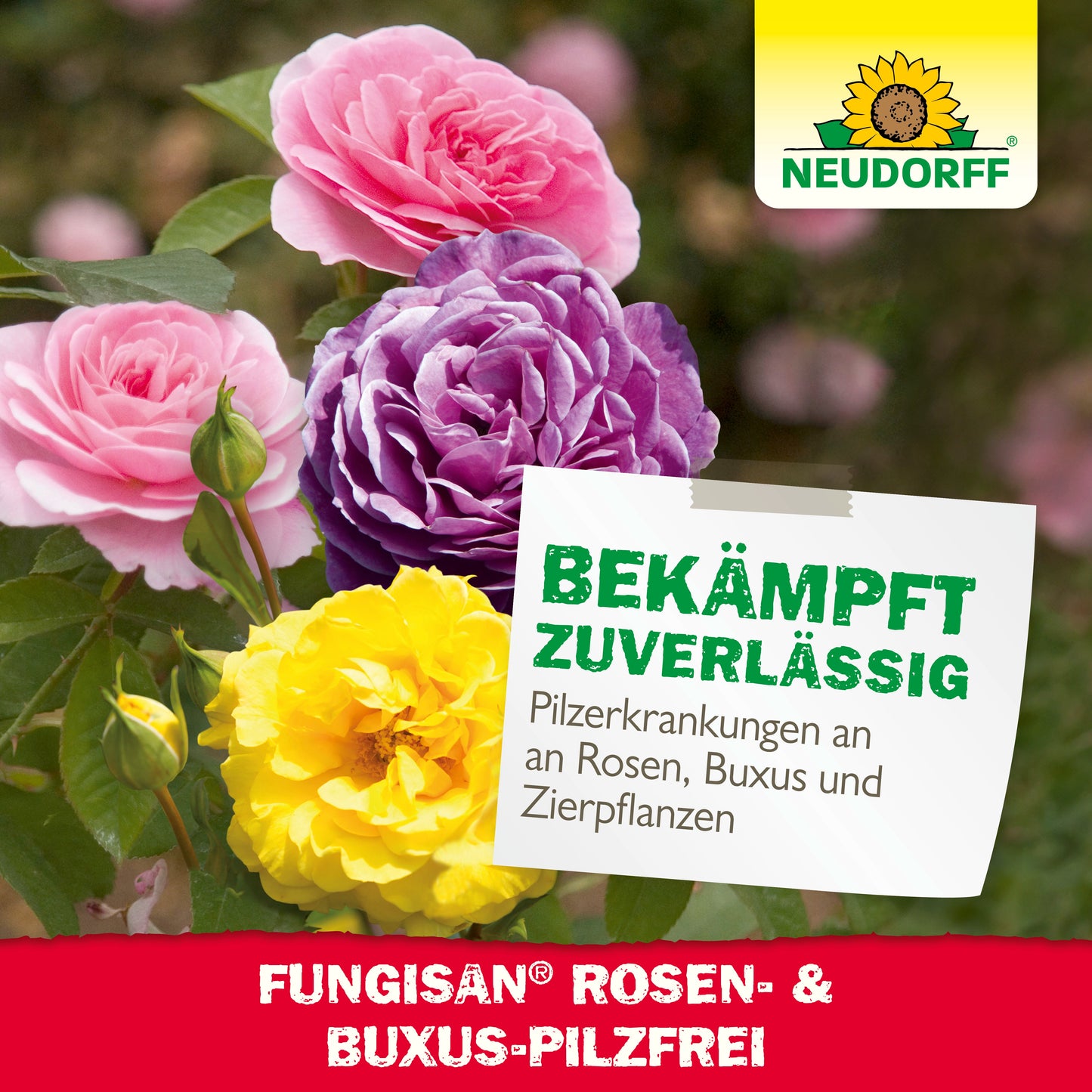 Fungisan Rosen- und Buxus-Pilzfrei