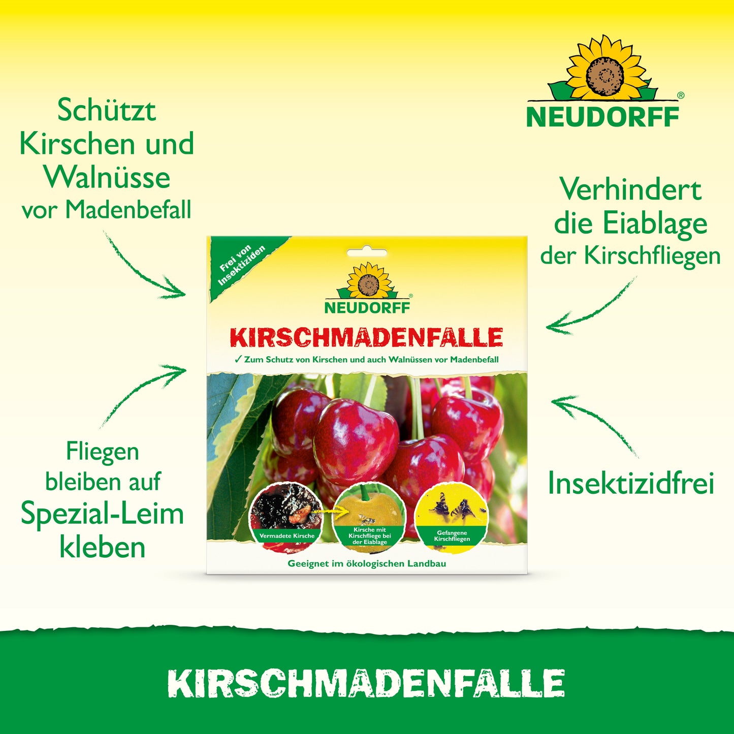 KirschmadenFalle