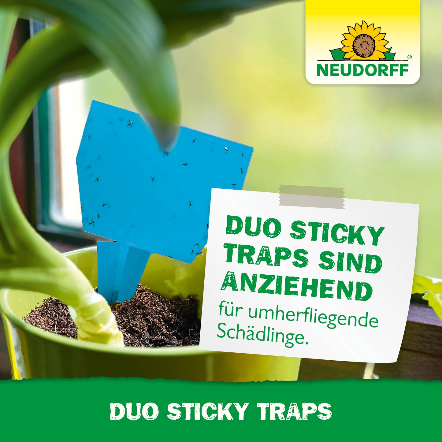 Duo Sticky Traps