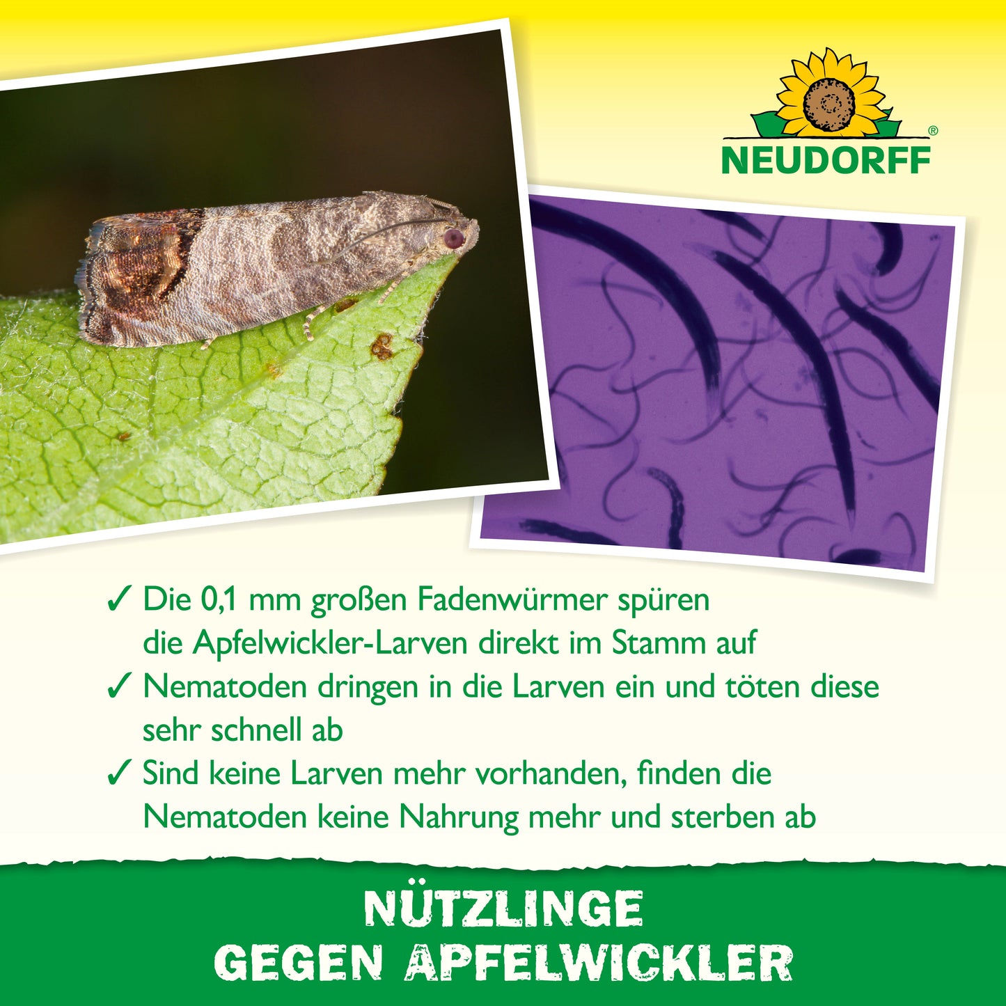 Nützlinge gegen Apfelwickler